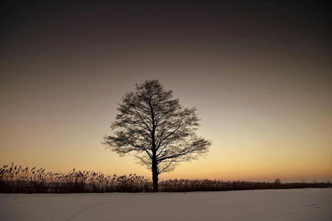 Venen Engel: Mood Bild Baum im Winter vor Feld mit Gräsern Sonnenuntergang