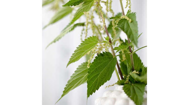 Venen Engel: Mood Bild Brennessel